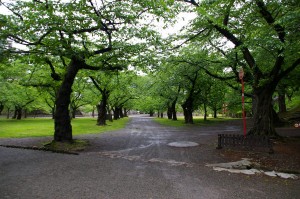 桜の広場