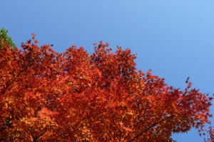 20091107009 20091107009