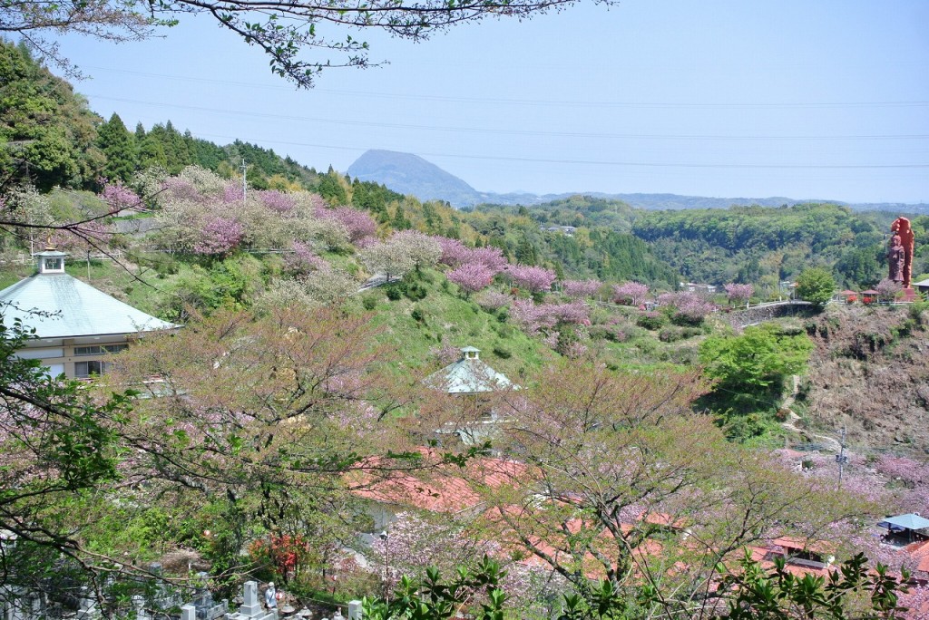 大分市「一心寺」の八重桜 大分の国東人