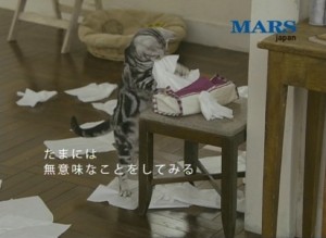 猫の力を信じてる